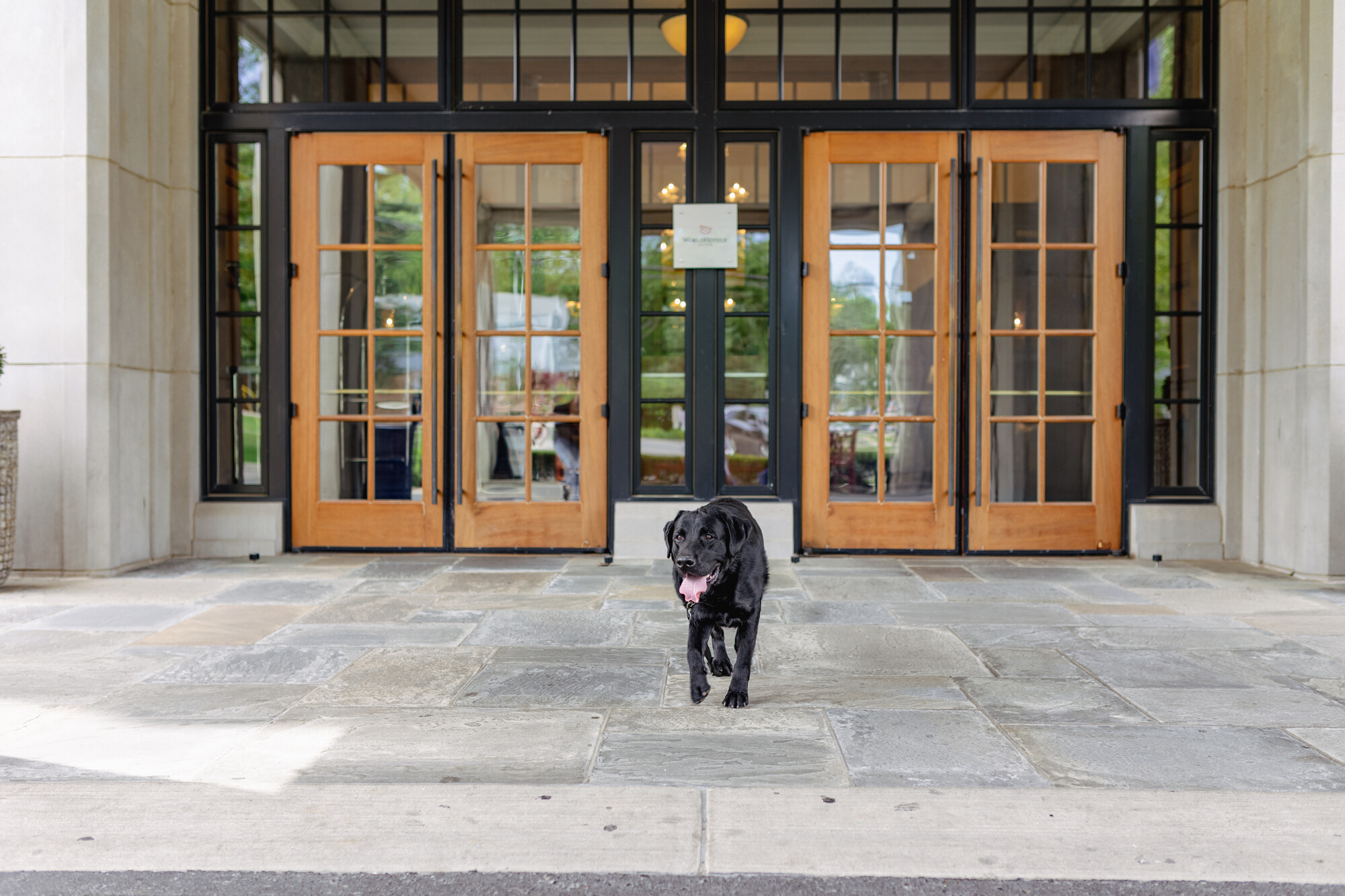 Dog-Friendly Amenities at Royal Park Hotel in Rochester Michigan